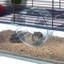 Hamster Cage