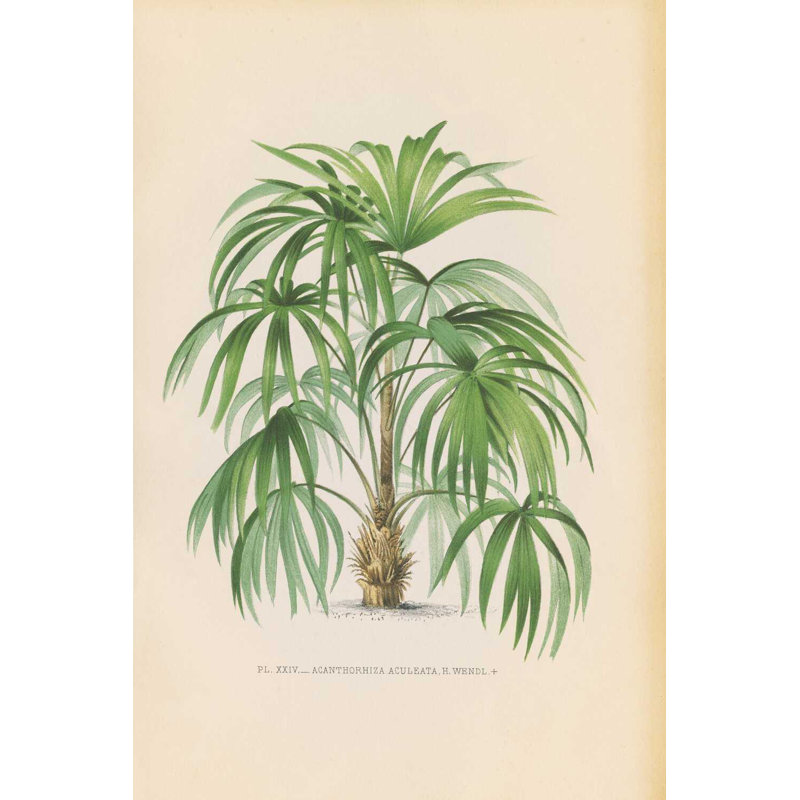 Palmier PL XXIV, H 30 po x l 20 po