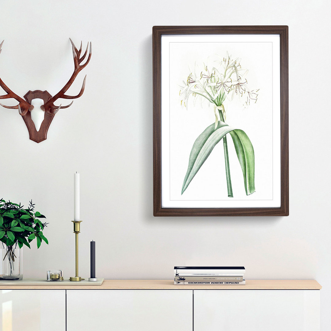 Florida Swamp Lily by Pierre-Joseph Redoute - Framed Print
