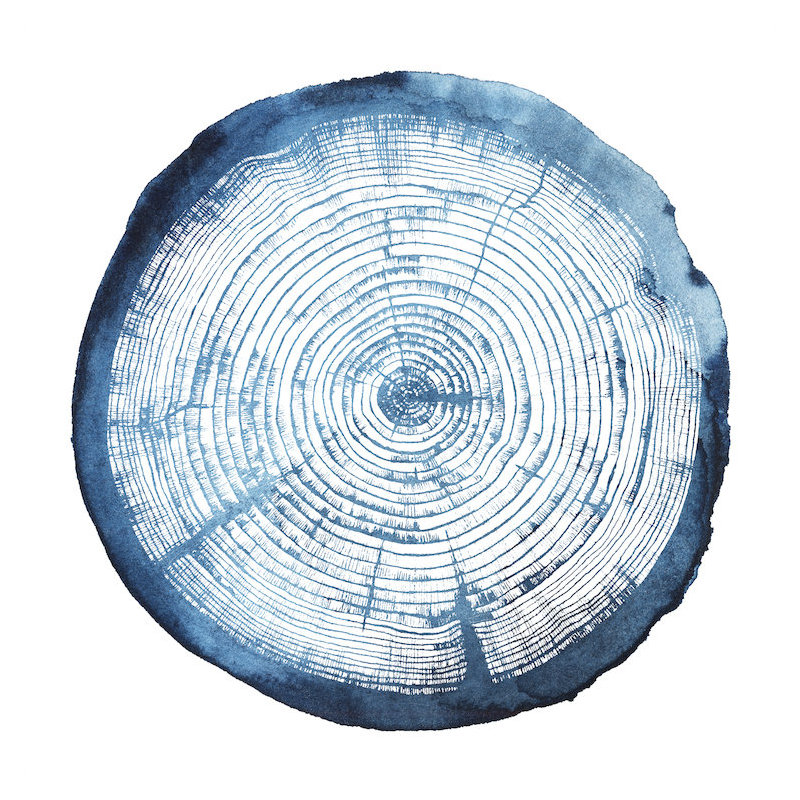 « tree ring overlay i », impression sur toile, H 18 po x l 18 po x P 1,5 po, Toile encadrée noire, Pas de tapis