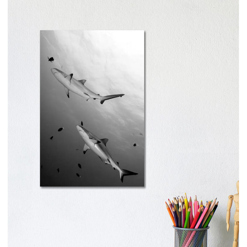 Gray Reef Sharks Papua New Guinea by Steve Jones - Wrapped Canvas Gallery-Wrapped Canvas Giclée, 30.48cm H x 20.32cm W