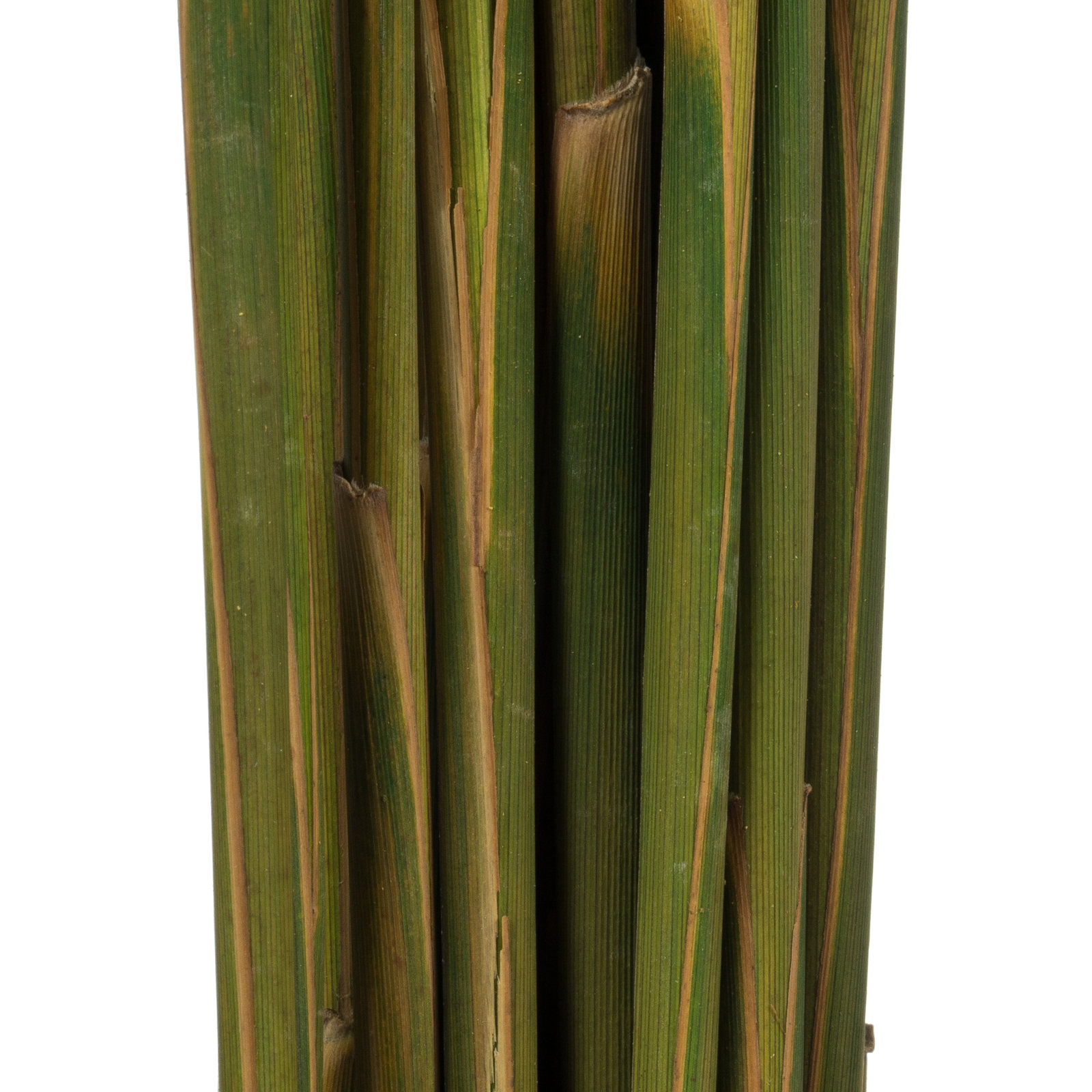 Zellmer 36'' H Preserved Plume Reed Bundle, Brown