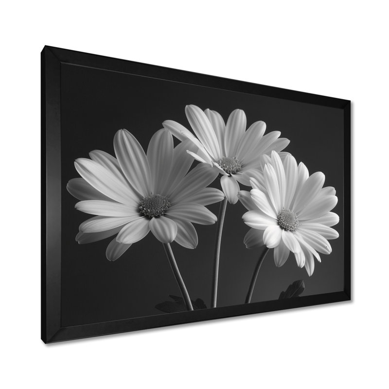 Monochrôme noir et blanc, bonheur, photo IV - marguerites, art mural, Cadre flottant noir, H 16 po x l 32 po