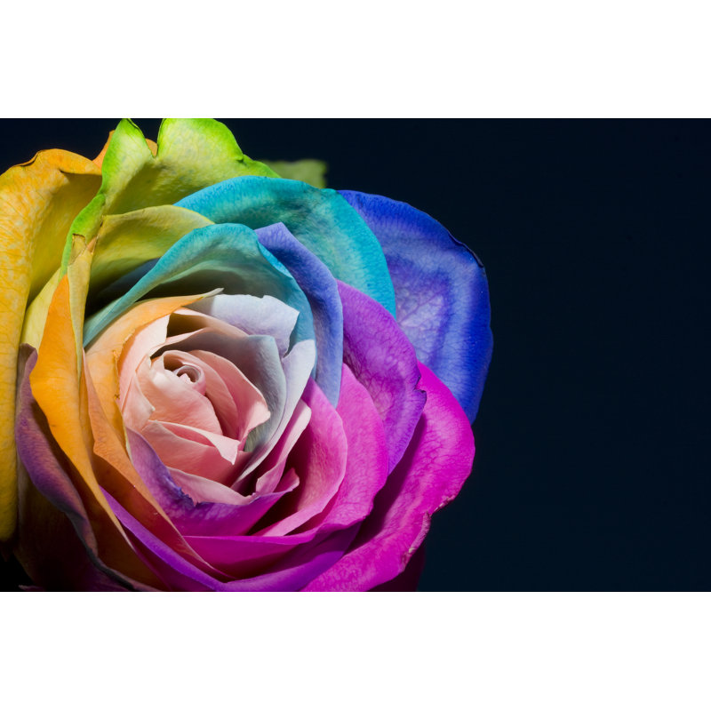 Rose Rainbow - Wrapped Canvas Print, 30cm H x 46cm W
