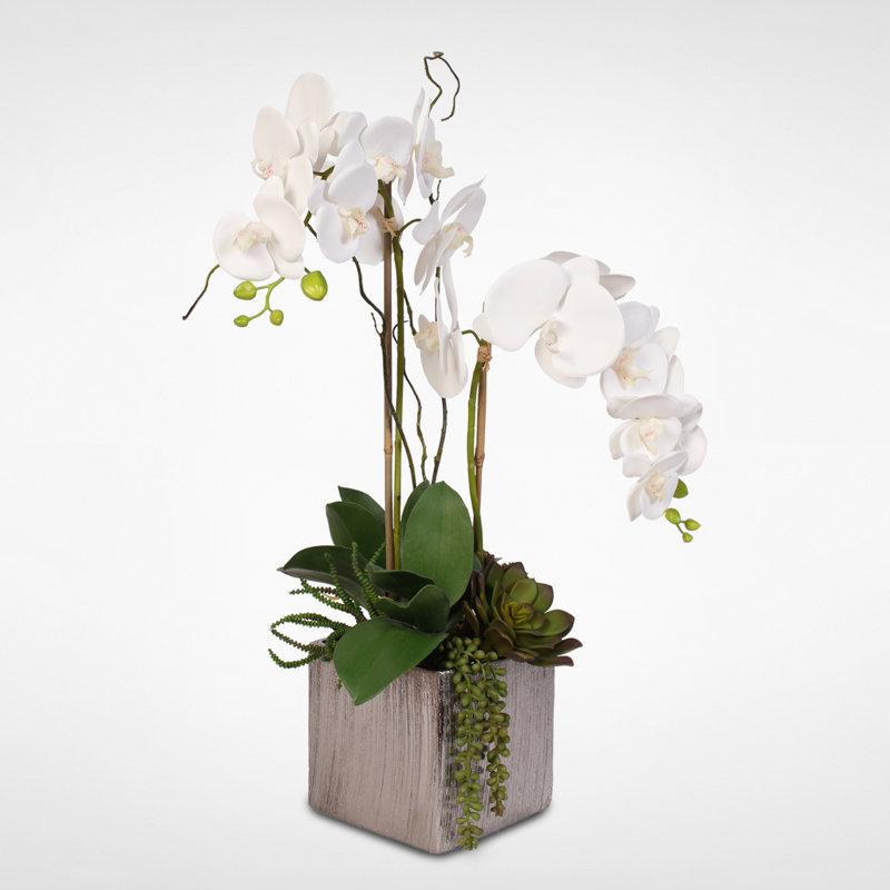 Elegant White Orchid and Succulent Arrangement in Silver Ceramic Pot