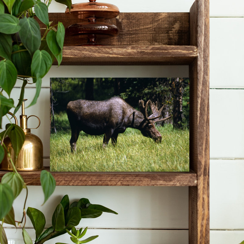 Moose Grazing In Meadow Yellowstone National Park Wyoming USA by Green Earth Collection - Wrapped Canvas Print