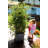 Suliana - Raised Trellis Tower Planter-729794544