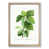 Oak Framed selected