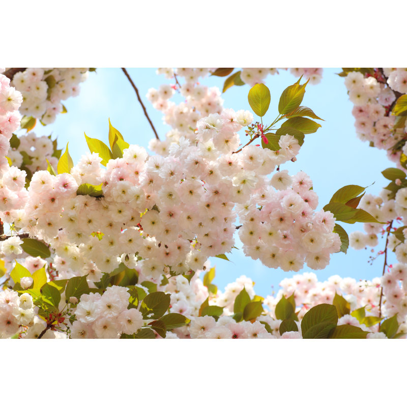 Cherry Blossom in Sky 1 Piece Wrapped Canvas Wall Art, 20cm H x 30cm W