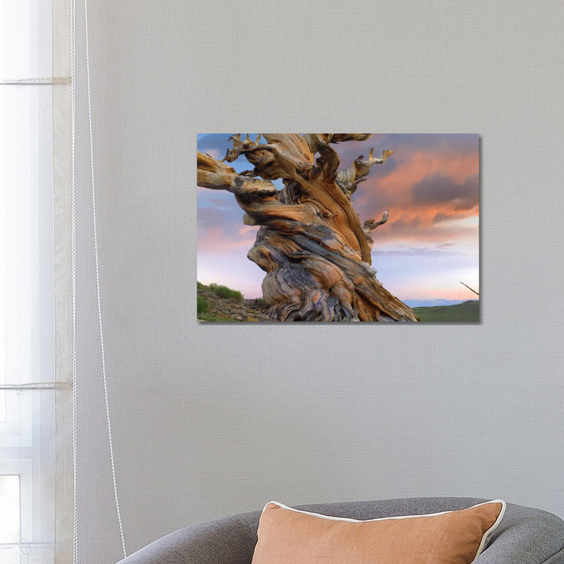 Foxtail Pine Tree, Twisted Trunk Of An Ancient Tree, Sierra Nevada, California III 1 Piece Wrapped Canvas Wall Art