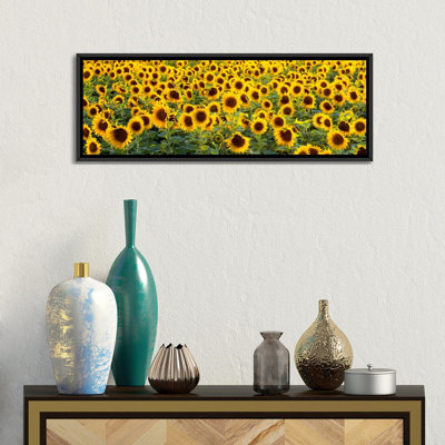 " Sunflowers (Helianthus Annuus) In A Field, Bouches-Du-Rhone, Provence, France " by Panoramic Images