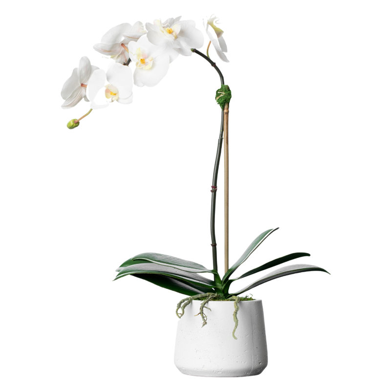 Orchid Floral Arrangements in Planter, White