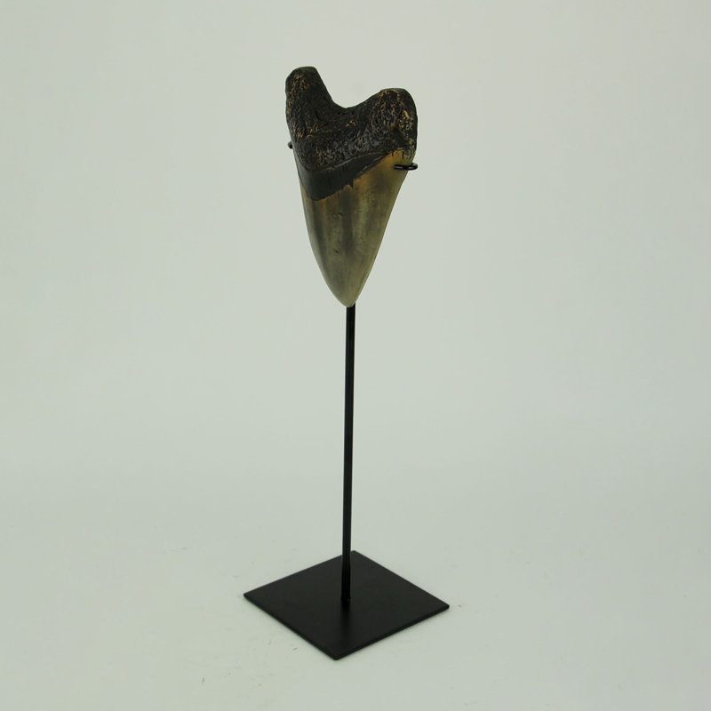 Sculpture Camberwell Megalodon Shark