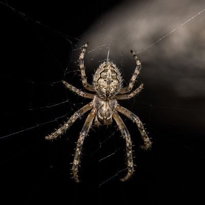 Araignée dans sa toile