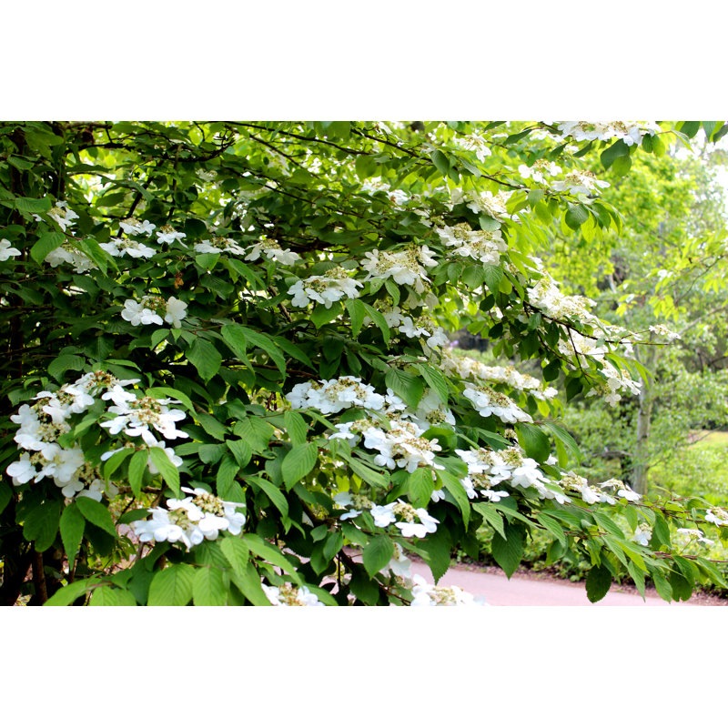 Fleurs de viburnum blanches par Mtreasure, H 24 po x l 36 po