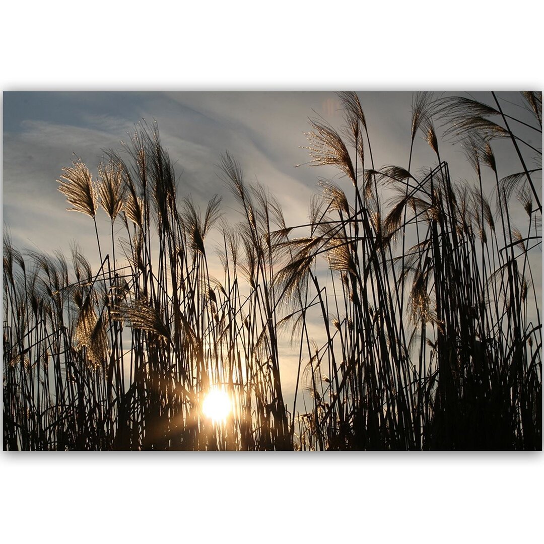 Leinwandbild Die Sonne im Gras