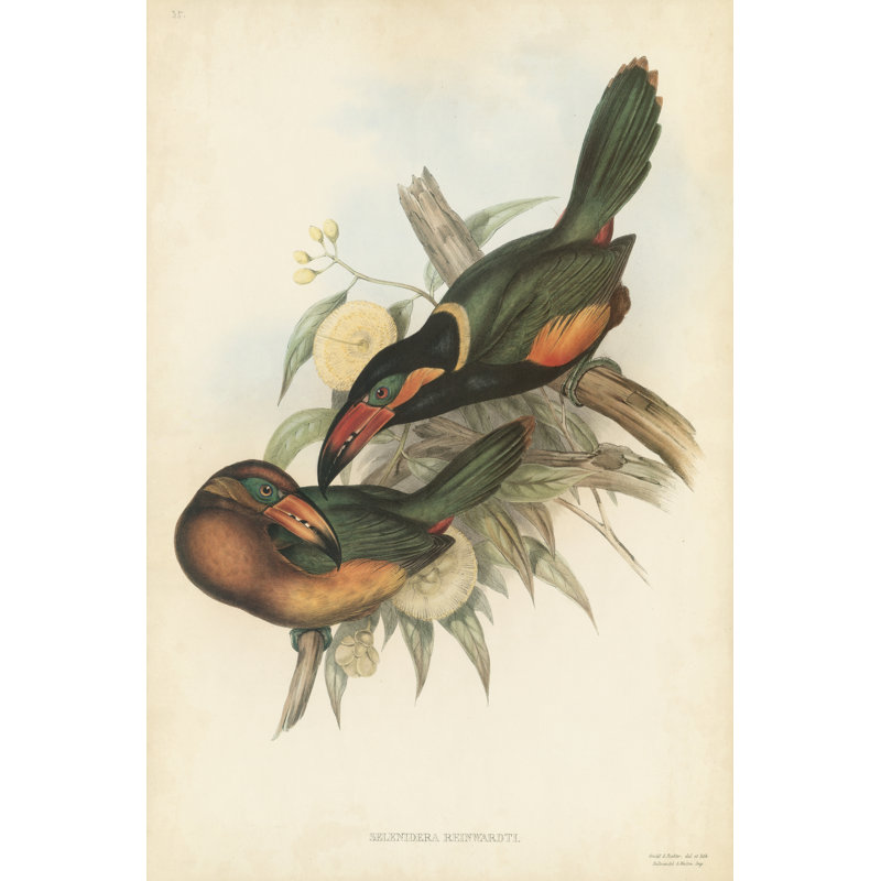 Tropical Toucans V by John Gould - Wrapped Canvas Art Prints, 30cm H x 20cm W x 3.8cm D