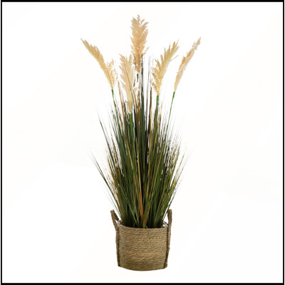 Herbe de la pampa en pot