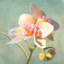 Jewel Orchids II by Luca Villa - Wrapped Canvas Print-1341818601