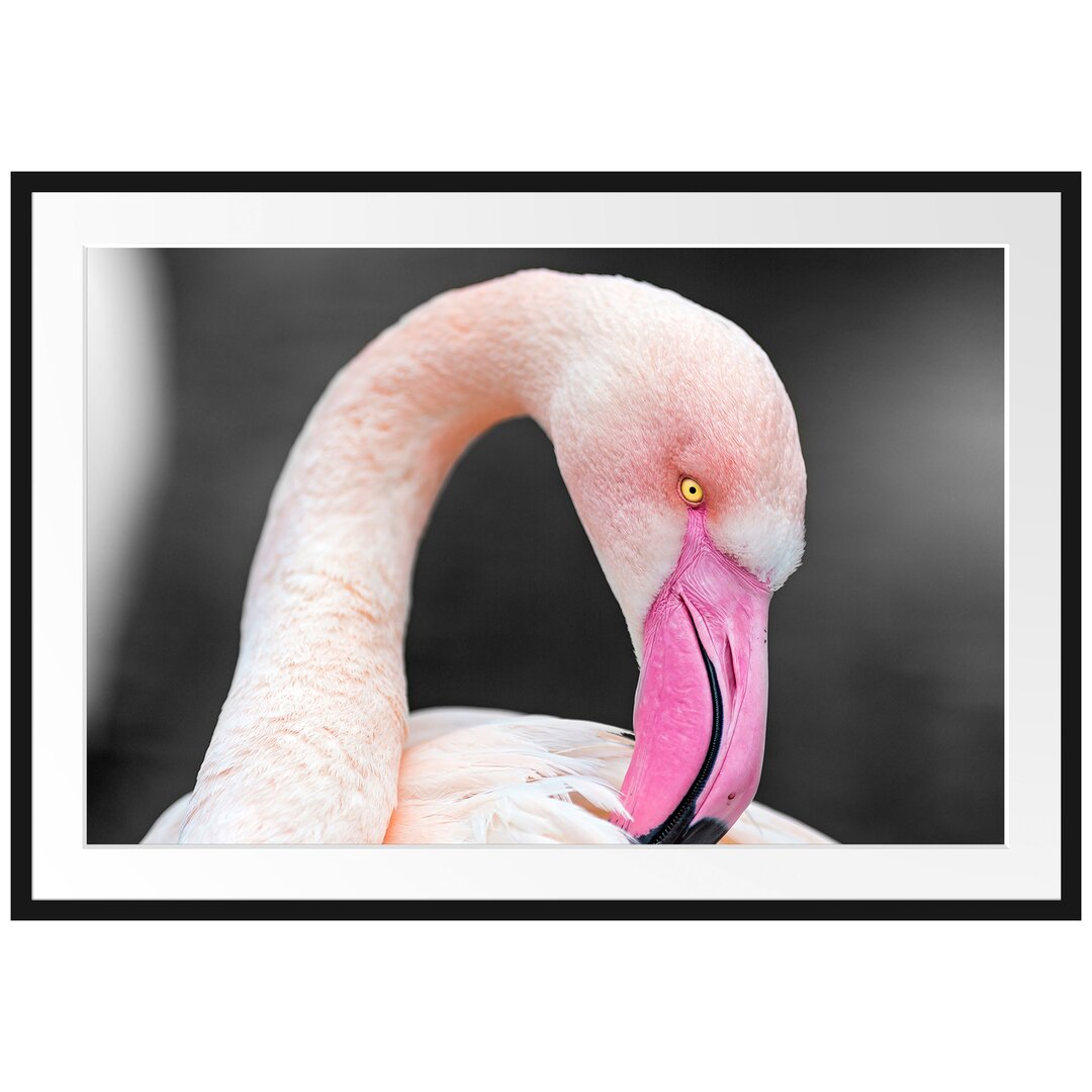 Gerahmtes Poster Flamingo putzt sein Gefieder