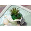 Succulent agave coquille en pot de fleurs