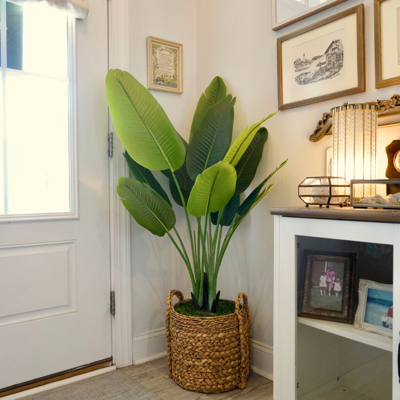 Plant