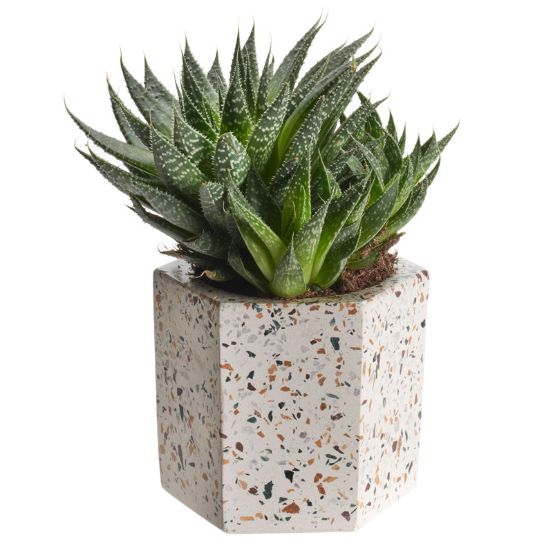 Stoneware Table Vase