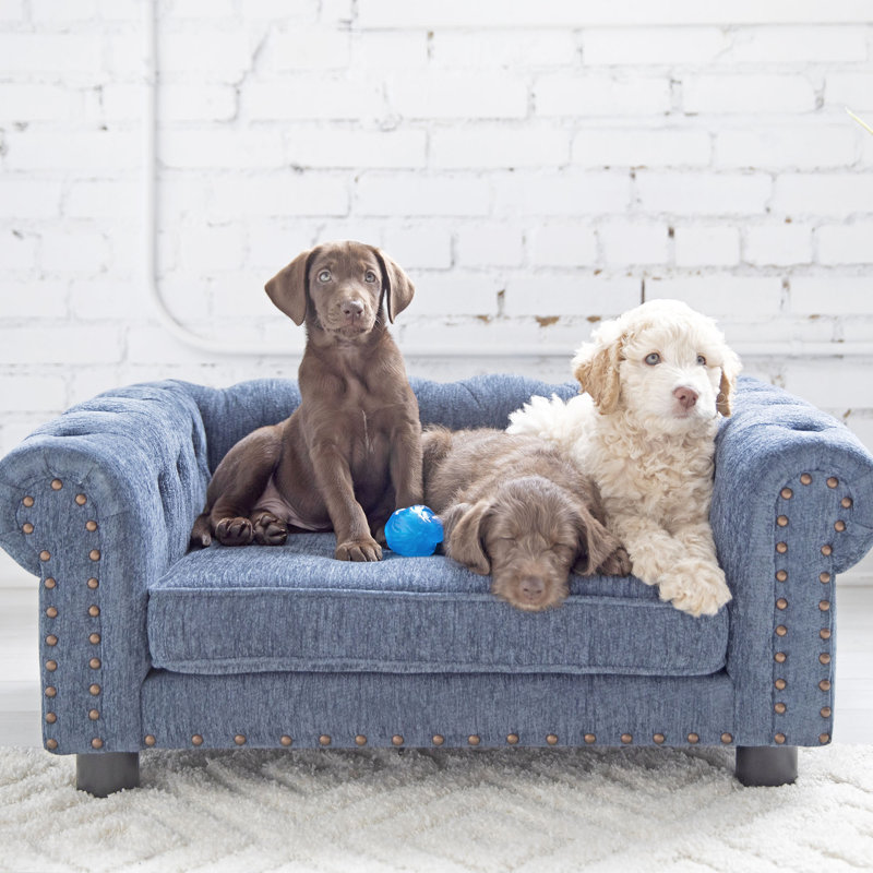 Lit canapé tucson furniture dog