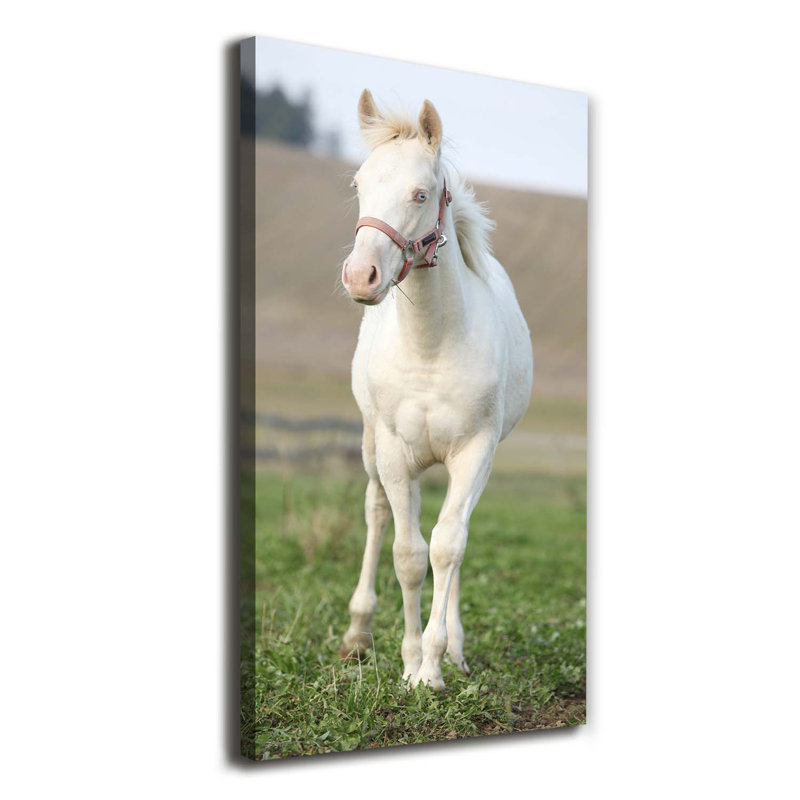Albino Horse - Wrapped Canvas Print