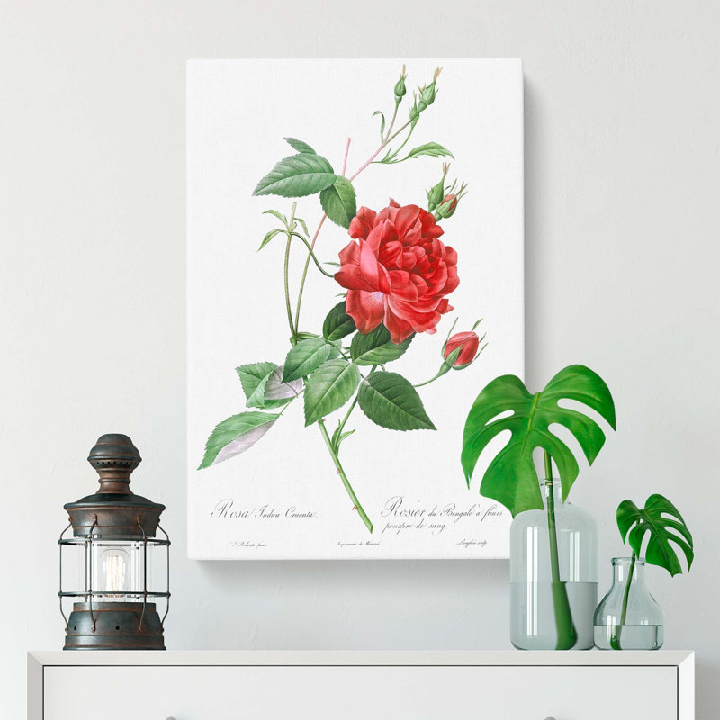 Blood-Red Bengal Rose by Pierre-Joseph Redoute - Wrapped Canvas, 60cm H x 40cm W x 3cm D
