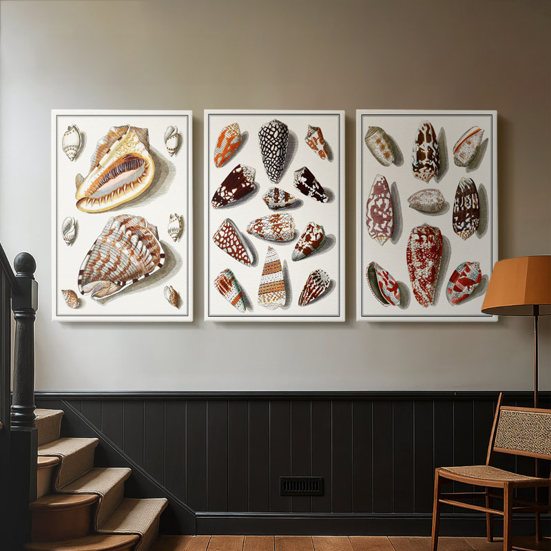 Collected Shells IV  -Custom Wrapped Gallery Canvas - 3 Pieces