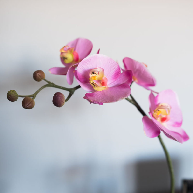 Orchids Arrangement in Pot