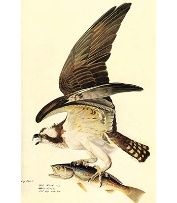 « osprey » par john james audubon, impression