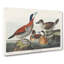 Ruddy Duck by John Audubon - Wrapped Canvas-55323698