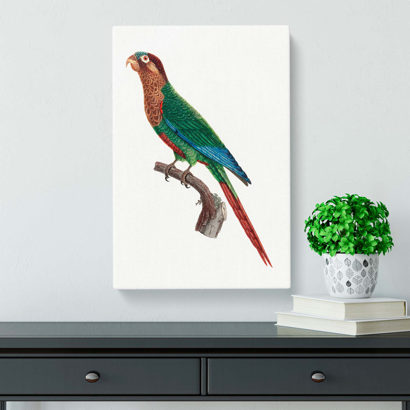 Wave Breasted Parakeet by F. Levaillant - Wrapped Canvas, 76cm H x 50cm W x 3cm D