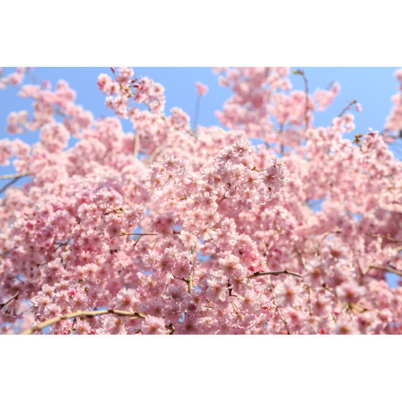 Double Cherry Tree par Wako Megumi - photographie sur toile tendue, L 30 po x H 20 po