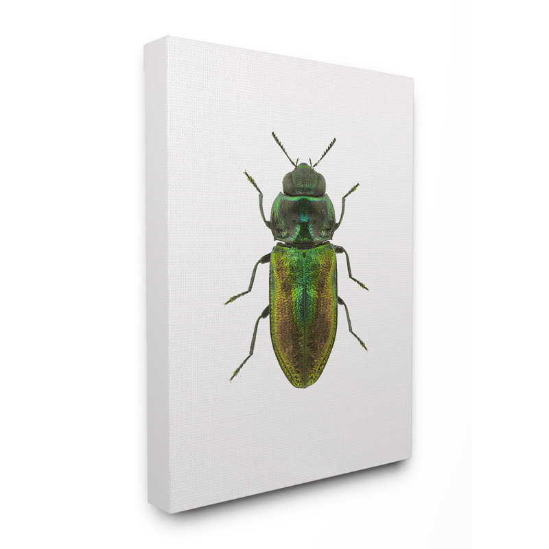 « coléoptère green yellow animal », impression, H 16 po x l 20 po x P 1,5 po, Toile tendue