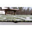 Tapis vert botanique Hague-323529252
