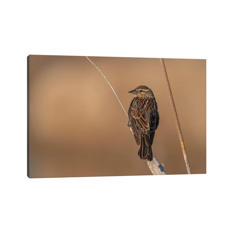 Beautiful Female Sparrow by Louis Ruth - Wrapped Canvas Print, 20.32 cm H x 30.48 cm W
