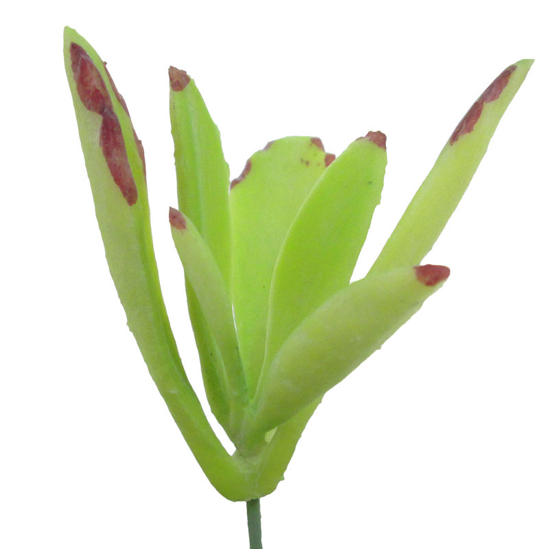 Kalanchoe Panda Plant Succulent, Light Green