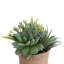 Plante grasse artificielle 7 po en pot