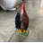 Rooster Life Size Statue