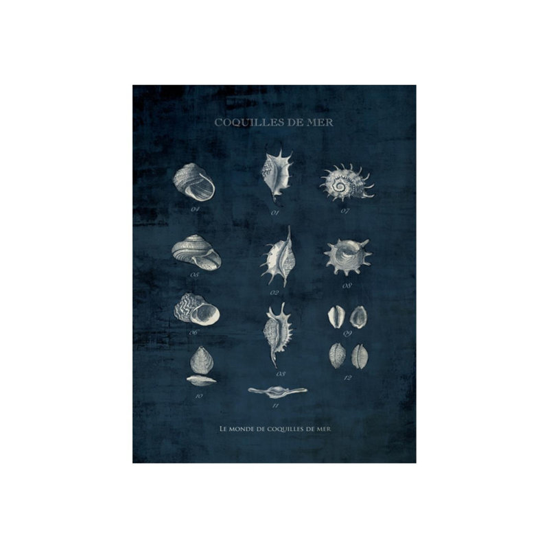 Le Monde De Coquilles I Print by Sofia Fox, 40" H x 30" W x 1.5" D, Plexi