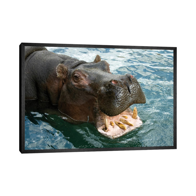 A Hippopotamus Bares Its Teeth At The Sedgwick County Zoo by Joel Sartore - Gallery-Wrapped Canvas Giclée on Canvas