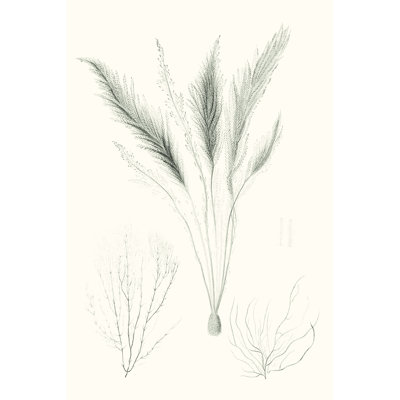 Sauge, algue verte