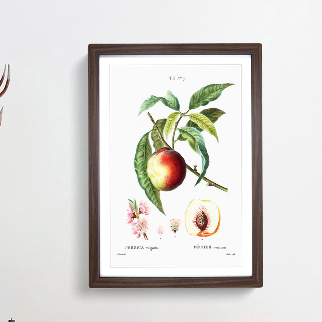 Peach Tree Flowers by Pierre-Joseph Redoute - Framed Print