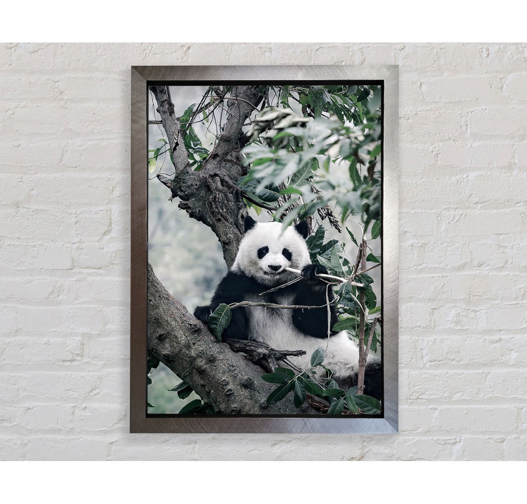 Panda Tree Lover - Einzelner Bilderrahmen Kunstdrucke