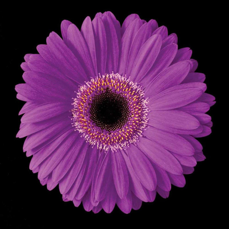 «Latitude Run® Christensen, Jim», reproduction d'art sur toile tendue: Gerbera mauve
