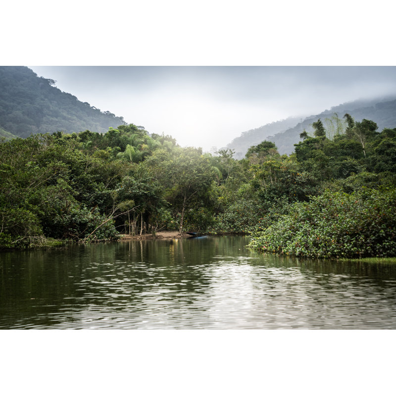 Mata Atlantica - Wrapped Canvas Print, 81cm H x 122cm W x 3.8cm D