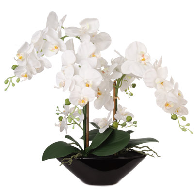 Phalaenopsis Orchid Floral Arrangement in Vase